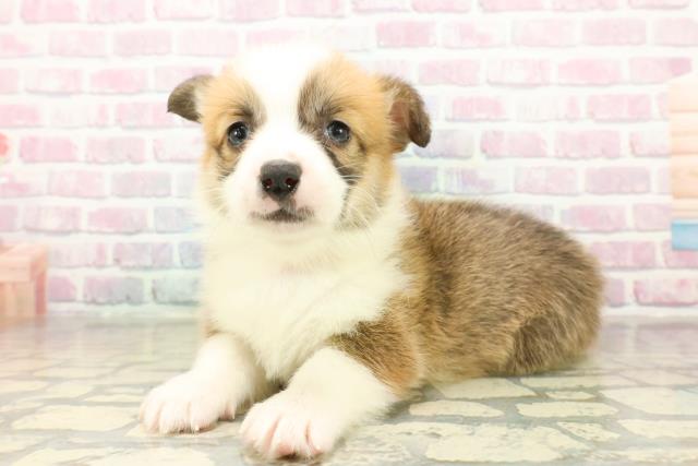 群馬県のウェルシュコーギーペンブローク (Coo&RIKU伊勢崎店/2025年11月18日生まれ/女の子/セーブルホワイト)の子犬の2枚目の画像