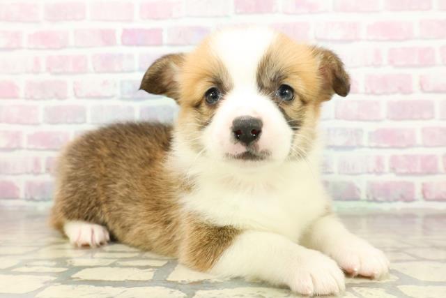 群馬県のウェルシュコーギーペンブローク (Coo&RIKU伊勢崎店/2025年11月18日生まれ/女の子/セーブルホワイト)の子犬の3枚目の画像