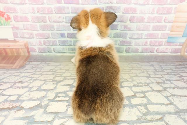 群馬県のウェルシュコーギーペンブローク (Coo&RIKU伊勢崎店/2025年11月18日生まれ/女の子/セーブルホワイト)の子犬の4枚目の画像