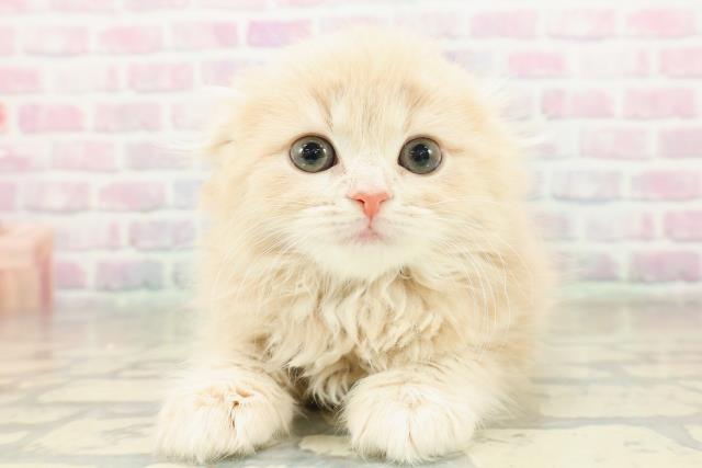 東京都のスコティッシュフォールド (Coo&RIKU秋葉原店/2025年11月16日生まれ/女の子/クリームタビー)の子猫の1枚目の画像