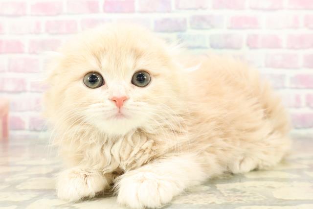 東京都のスコティッシュフォールド (Coo&RIKU秋葉原店/2025年11月16日生まれ/女の子/クリームタビー)の子猫の2枚目の画像