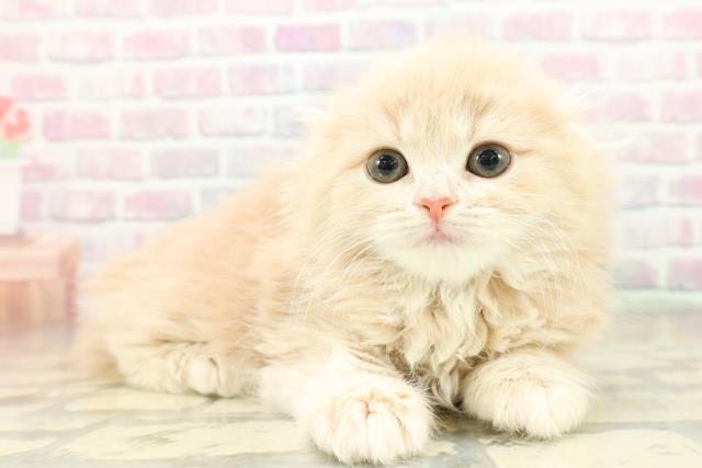 東京都のスコティッシュフォールド (Coo&RIKU秋葉原店/2025年11月16日生まれ/女の子/クリームタビー)の子猫の3枚目の画像