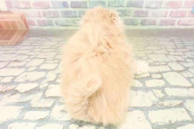 東京都のスコティッシュフォールド (Coo&RIKU秋葉原店/2025年11月16日生まれ/女の子/クリームタビー)の子猫の4枚目の画像