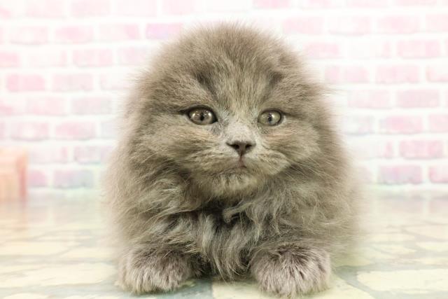 東京都のスコティッシュフォールド (Coo&RIKU浅草店/2025年11月16日生まれ/女の子/ブルー)の子猫の1枚目の画像