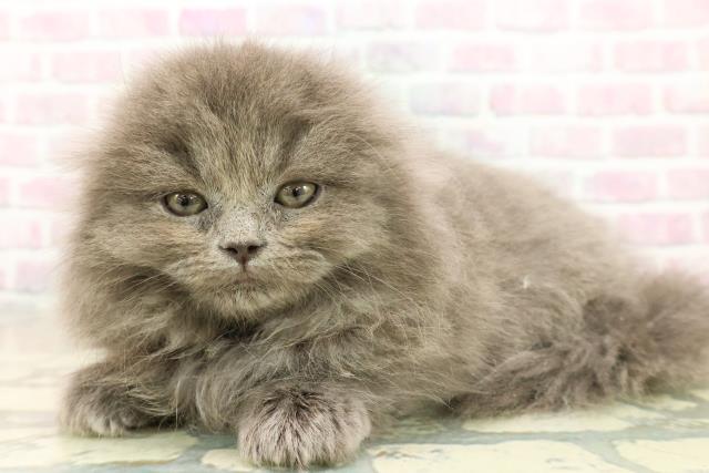 東京都のスコティッシュフォールド (Coo&RIKU浅草店/2025年11月16日生まれ/女の子/ブルー)の子猫の2枚目の画像