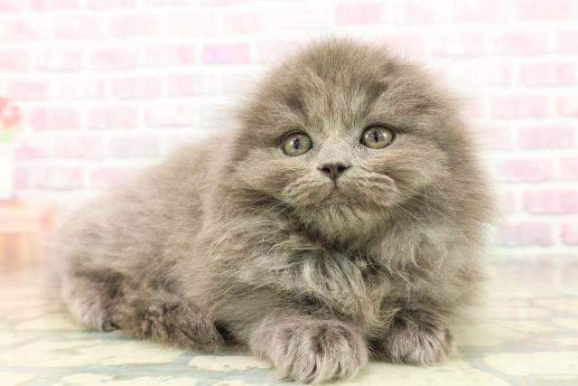 東京都のスコティッシュフォールド (Coo&RIKU浅草店/2025年11月16日生まれ/女の子/ブルー)の子猫の3枚目の画像