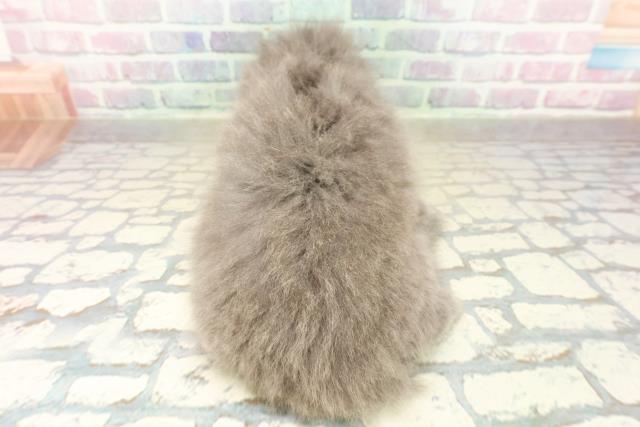 東京都のスコティッシュフォールド (Coo&RIKU浅草店/2025年11月16日生まれ/女の子/ブルー)の子猫の4枚目の画像