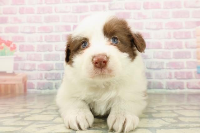 新潟県のボーダーコリー (Coo&RIKU長岡店/2025年11月15日生まれ/女の子/チョコレートホワイト)の子犬の1枚目の画像