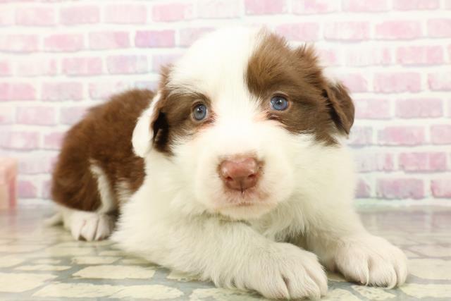 新潟県のボーダーコリー (Coo&RIKU長岡店/2025年11月15日生まれ/女の子/チョコレートホワイト)の子犬の3枚目の画像