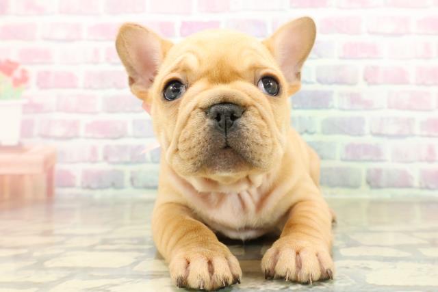 群馬県のフレンチブルドッグ (Coo&RIKU前橋店/2025年11月17日生まれ/女の子/フォーン)の子犬の1枚目の画像