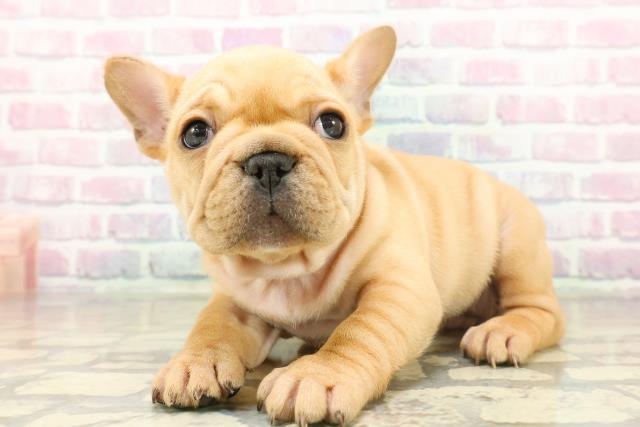 群馬県のフレンチブルドッグ (Coo&RIKU前橋店/2025年11月17日生まれ/女の子/フォーン)の子犬の2枚目の画像