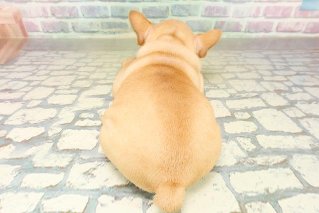 群馬県のフレンチブルドッグ (Coo&RIKU前橋店/2025年11月17日生まれ/女の子/フォーン)の子犬の4枚目の画像