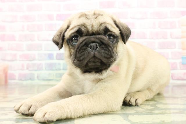 東京都のパグ (Coo&RIKU池袋西口店/2025年11月16日生まれ/女の子/フォーン)の子犬の2枚目の画像