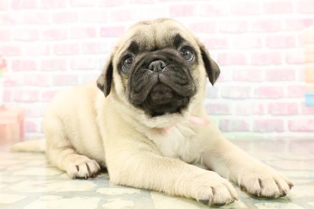 東京都のパグ (Coo&RIKU池袋西口店/2025年11月16日生まれ/女の子/フォーン)の子犬の3枚目の画像