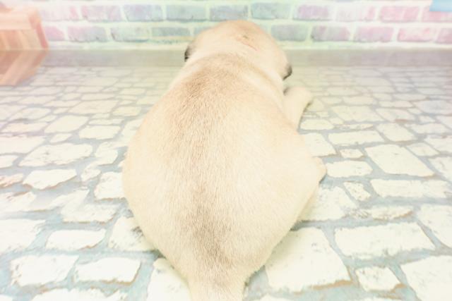 東京都のパグ (Coo&RIKU池袋西口店/2025年11月16日生まれ/女の子/フォーン)の子犬の4枚目の画像