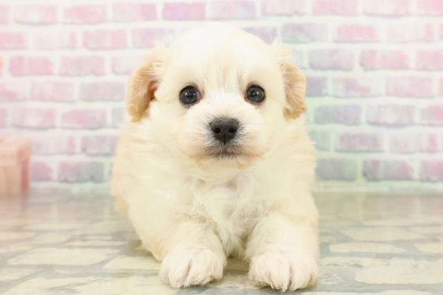 東京都のチワプー/プーチー(チワワ×プードル) (Coo&RIKU広尾店/2025年11月18日生まれ/男の子/クリーム)の子犬