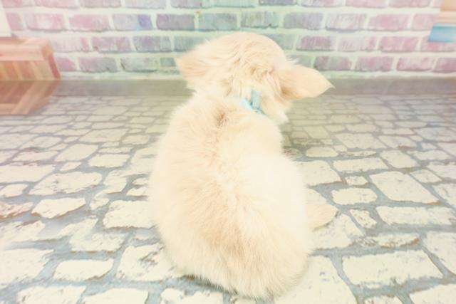 沖縄県のチワワ(ロング) (Coo&RIKUイオン北谷店/2025年11月15日生まれ/男の子/クリームホワイト)の子犬の4枚目の画像