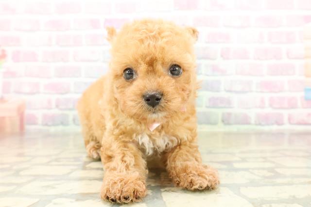 群馬県のチワプー/プーチー(チワワ×プードル) (Coo&RIKU伊勢崎店/2025年11月7日生まれ/女の子/アプリコット)の子犬の1枚目の画像