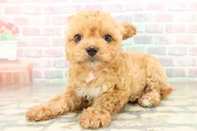 群馬県のチワプー/プーチー(チワワ×プードル) (Coo&RIKU伊勢崎店/2025年11月7日生まれ/女の子/アプリコット)の子犬の2枚目の画像