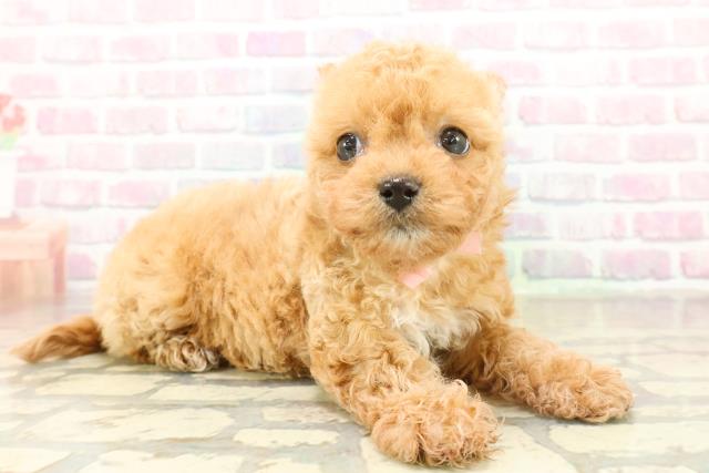 群馬県のチワプー/プーチー(チワワ×プードル) (Coo&RIKU伊勢崎店/2025年11月7日生まれ/女の子/アプリコット)の子犬の3枚目の画像