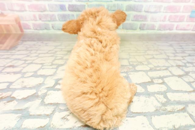 群馬県のチワプー/プーチー(チワワ×プードル) (Coo&RIKU伊勢崎店/2025年11月7日生まれ/女の子/アプリコット)の子犬の4枚目の画像