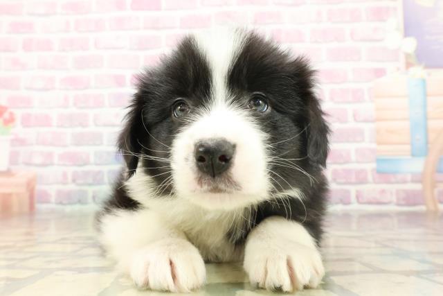 神奈川県のボーダーコリー (Coo&RIKU横浜青葉店/2025年11月17日生まれ/男の子/ブラックホワイト)の子犬の1枚目の画像