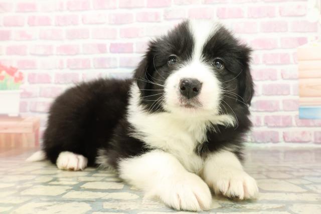 神奈川県のボーダーコリー (Coo&RIKU横浜青葉店/2025年11月17日生まれ/男の子/ブラックホワイト)の子犬の3枚目の画像