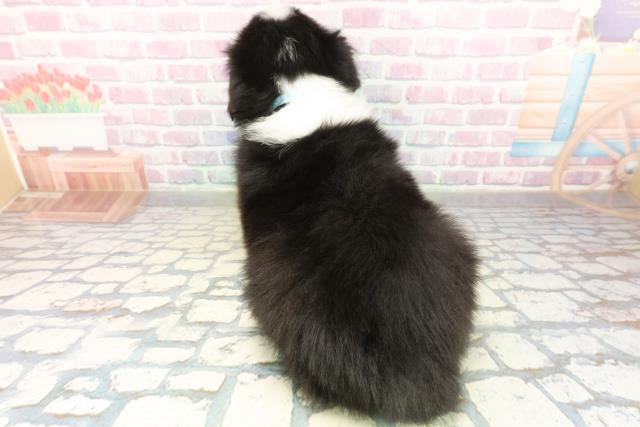 神奈川県のボーダーコリー (Coo&RIKU横浜青葉店/2025年11月17日生まれ/男の子/ブラックホワイト)の子犬の4枚目の画像