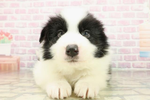 北海道のボーダーコリー (Coo&RIKU札幌東店/2025年11月17日生まれ/男の子/ブラックホワイト)の子犬の1枚目の画像