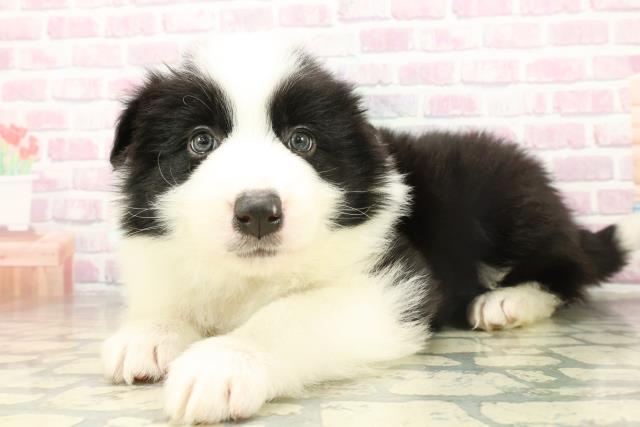 北海道のボーダーコリー (Coo&RIKU札幌東店/2025年11月17日生まれ/男の子/ブラックホワイト)の子犬の2枚目の画像