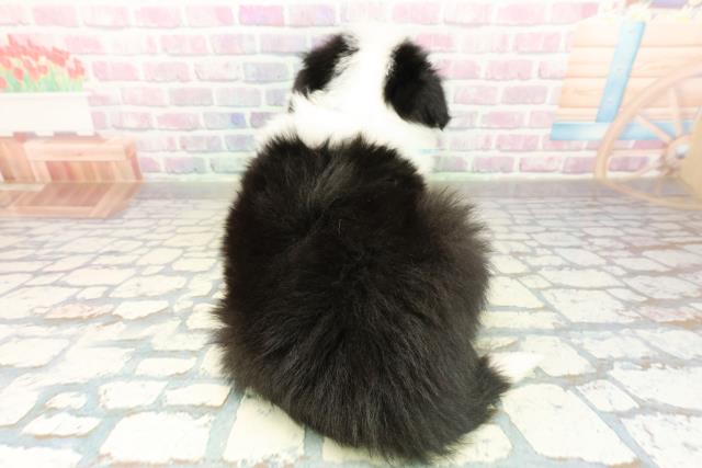 北海道のボーダーコリー (Coo&RIKU札幌東店/2025年11月17日生まれ/男の子/ブラックホワイト)の子犬の4枚目の画像