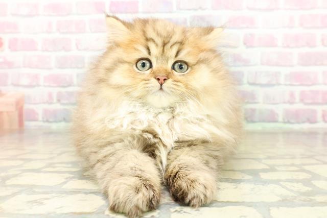 東京都のミヌエット (Coo&RIKU池袋西口店/2025年11月18日生まれ/男の子/チンチラゴールデン)の子猫の1枚目の画像