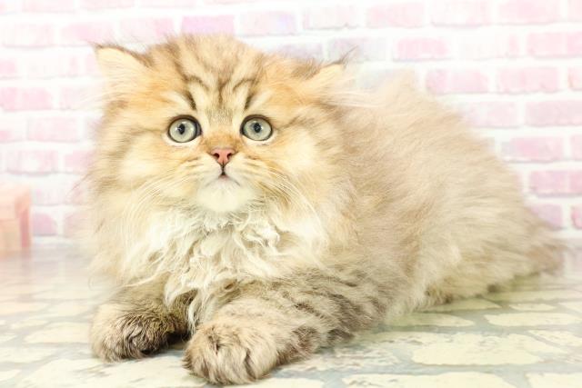 東京都のミヌエット (Coo&RIKU池袋西口店/2025年11月18日生まれ/男の子/チンチラゴールデン)の子猫の2枚目の画像