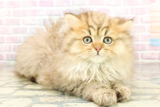 東京都のミヌエット (Coo&RIKU池袋西口店/2025年11月18日生まれ/男の子/チンチラゴールデン)の子猫の3枚目の画像