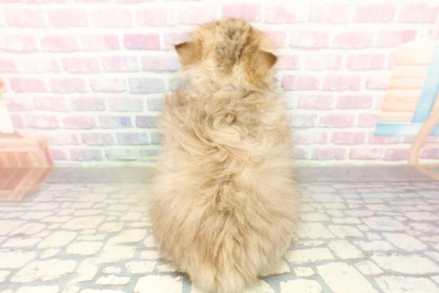 東京都のミヌエット (Coo&RIKU池袋西口店/2025年11月18日生まれ/男の子/チンチラゴールデン)の子猫の4枚目の画像