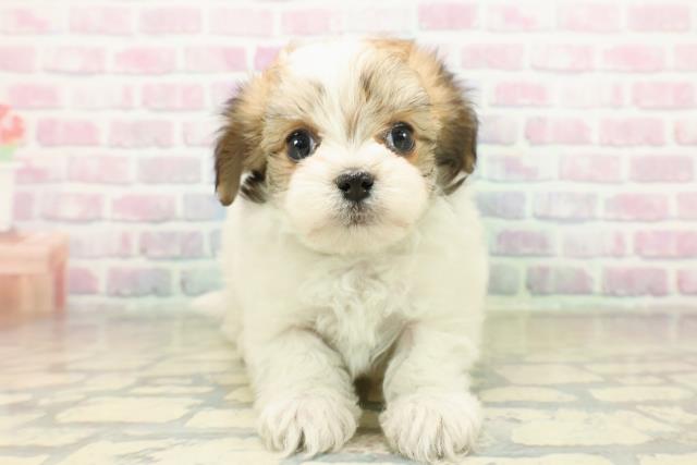 群馬県のチワマル/マルチワ(チワワ×マルチーズ) (Coo&RIKU前橋店/2025年11月16日生まれ/女の子/パーティーカラー)の子犬の1枚目の画像