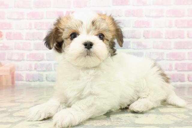 群馬県のチワマル/マルチワ(チワワ×マルチーズ) (Coo&RIKU前橋店/2025年11月16日生まれ/女の子/パーティーカラー)の子犬の2枚目の画像