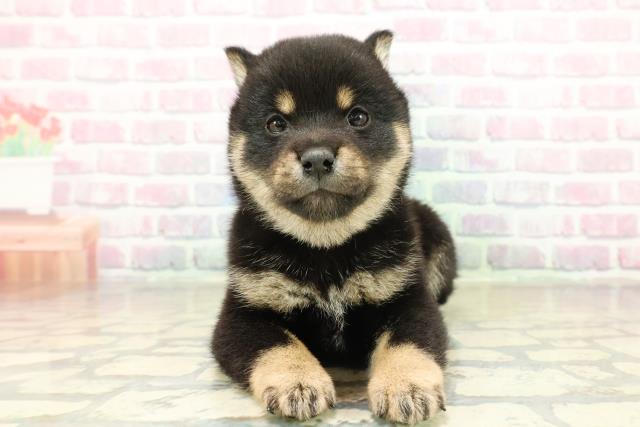 東京都の豆柴 (Coo&RIKU赤坂店/2025年11月18日生まれ/男の子/黒)の子犬