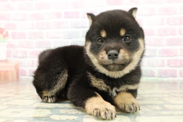 東京都の豆柴 (Coo&RIKU赤坂店/2025年11月18日生まれ/男の子/黒)の子犬の3枚目の画像