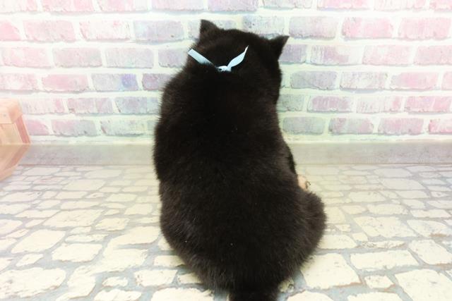 東京都の豆柴 (Coo&RIKU赤坂店/2025年11月18日生まれ/男の子/黒)の子犬の4枚目の画像