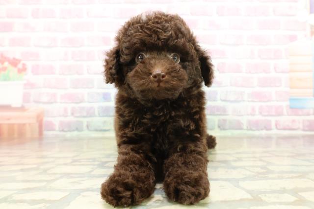 トイ・プードル