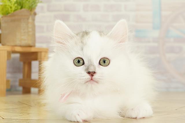 愛知県のミヌエット (Coo&RIKU岡崎店/2025年11月17日生まれ/女の子/ブルータビーホワイト)の子猫の1枚目の画像