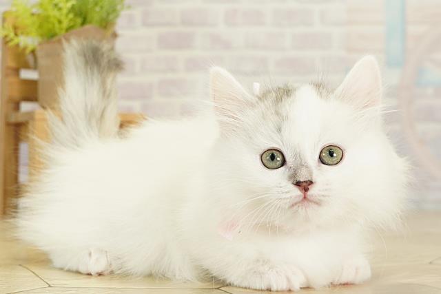 愛知県のミヌエット (Coo&RIKU岡崎店/2025年11月17日生まれ/女の子/ブルータビーホワイト)の子猫の2枚目の画像