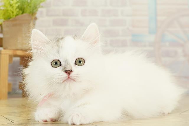 愛知県のミヌエット (Coo&RIKU岡崎店/2025年11月17日生まれ/女の子/ブルータビーホワイト)の子猫の3枚目の画像