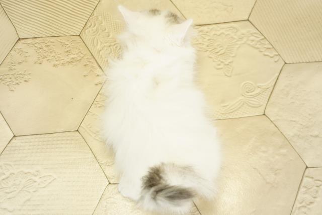 愛知県のミヌエット (Coo&RIKU岡崎店/2025年11月17日生まれ/女の子/ブルータビーホワイト)の子猫の4枚目の画像