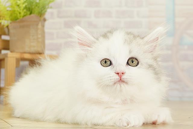 三重県のミヌエット (Coo&RIKU津高茶屋店/2025年11月17日生まれ/女の子/ブルータビーホワイト)の子猫の2枚目の画像