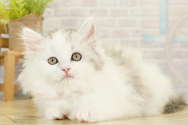 三重県のミヌエット (Coo&RIKU津高茶屋店/2025年11月17日生まれ/女の子/ブルータビーホワイト)の子猫の3枚目の画像