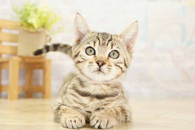 三重県のベンガル (Coo&RIKU四日市店/2025年10月27日生まれ/女の子/ブラウンスポットタビー)の子猫の1枚目の画像