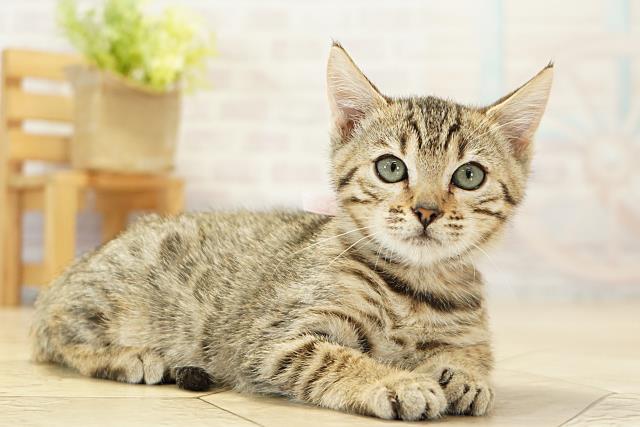 三重県のベンガル (Coo&RIKU四日市店/2025年10月27日生まれ/女の子/ブラウンスポットタビー)の子猫の2枚目の画像