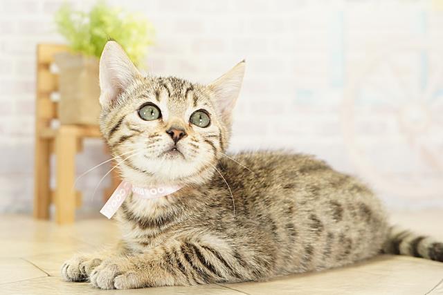 三重県のベンガル (Coo&RIKU四日市店/2025年10月27日生まれ/女の子/ブラウンスポットタビー)の子猫の3枚目の画像